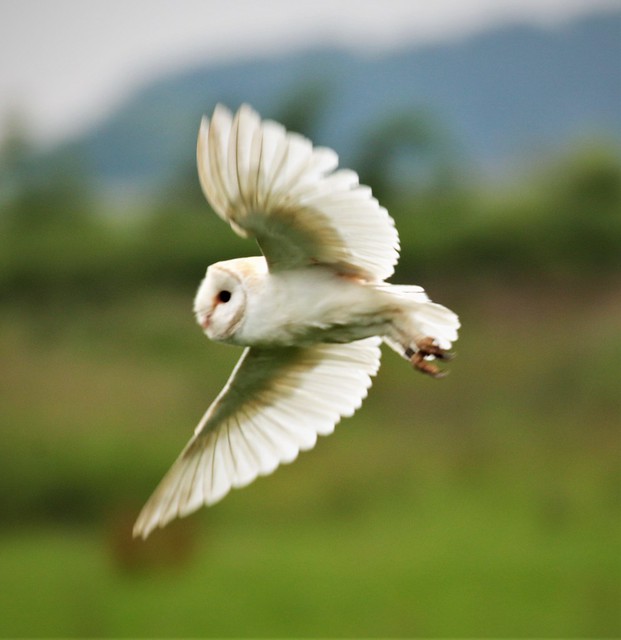 Barn Owl