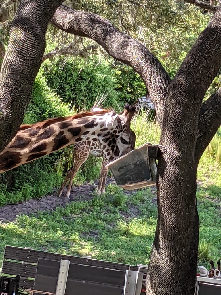 giraffe safari orlando