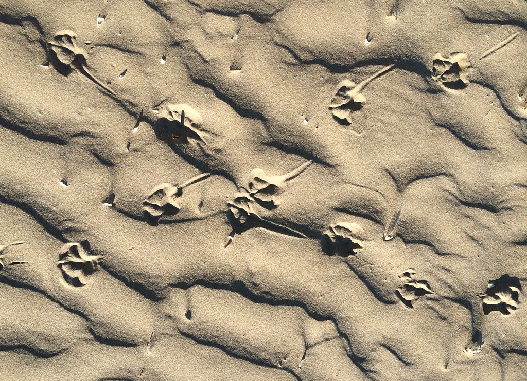 Sandbanks Beach