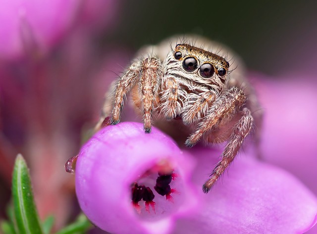 Bowed Jumping Spider (Evarcha arcuata)