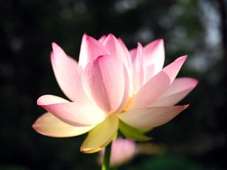 Lotus | by deckerme