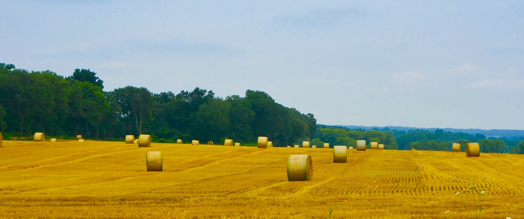 Field with hay rolls - McHenry County, Illinois