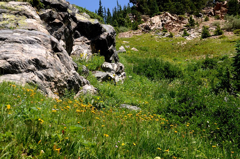 Wildflowers blooming along the trail