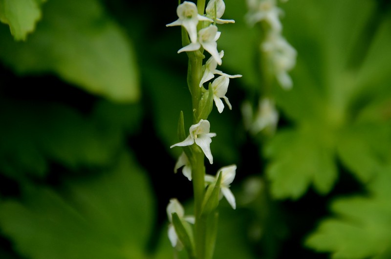 White Bog Orchid (4)