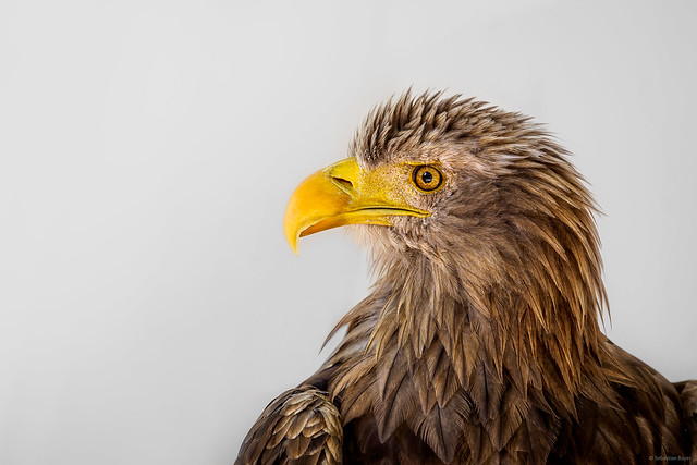 Seeadler - white-tailed eagle - Haliaeetus albicilla