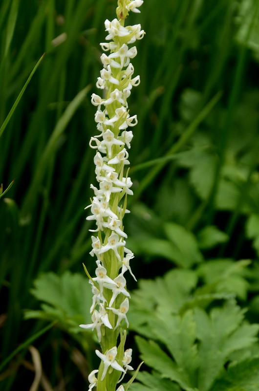 White Bog Orchid (9)