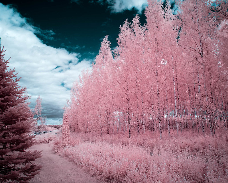 Infrared of the day 55