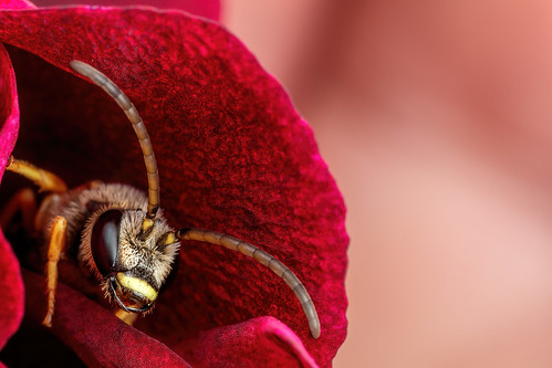 Sweat Bee in a Geranium Flower