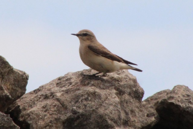 Another Magnificent Find #2, Common Wheatear