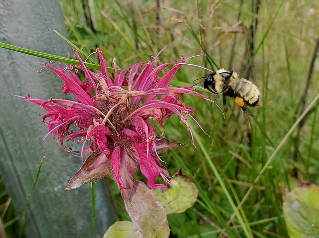 Rare Bumble Bee In Flight With Tongue Extended To A Bee Balm Flowerhead 20210723_141726