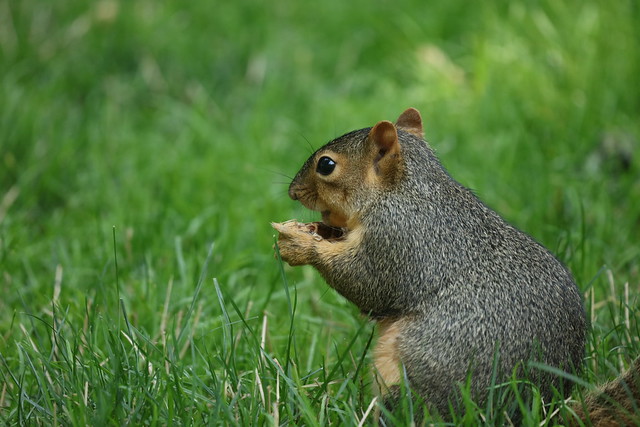 Fox Squirrels in Ann Arbor at the University of Michigan on July 21st, 2021
