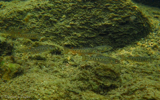 Juvenile brown trout