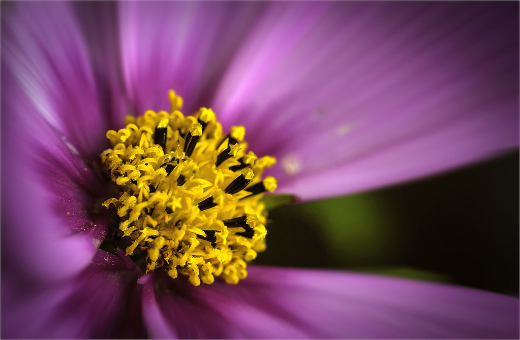 Coeur de fleur | michel rieffly | Flickr