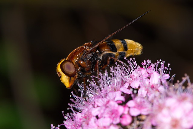 Huge Hoverfly
