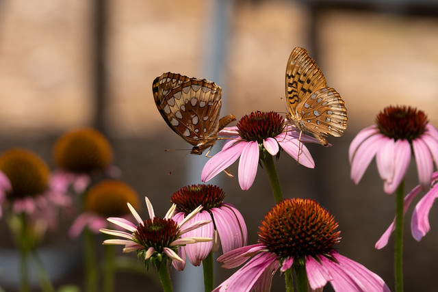 Fritillaries in the echinacea patch