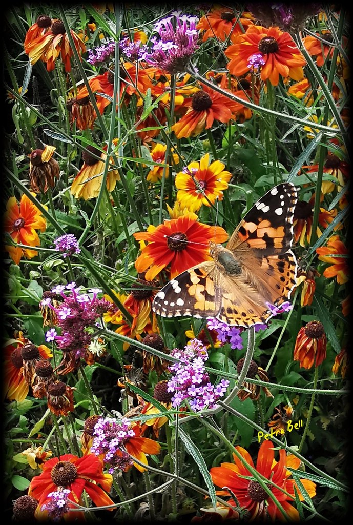 Wild meadow with thistle butterfly