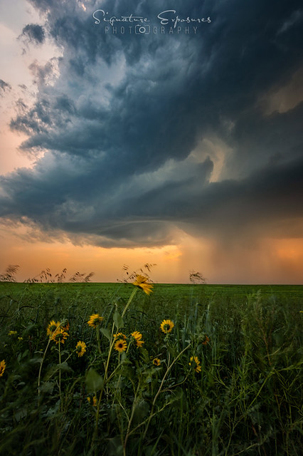 Storm and sunflowers