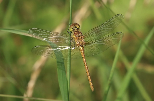 Common Darter Dragonfly - Immature Male      (Sympetrum striolatum)