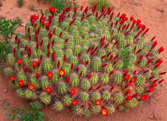 Mojave Kingcup Cacti