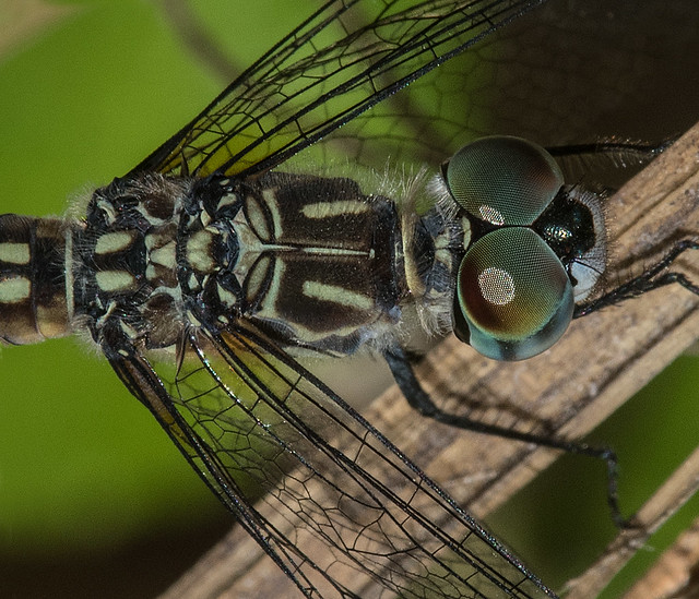 Blue Dasher (Pachydiplax longipennis).  Libellulidae