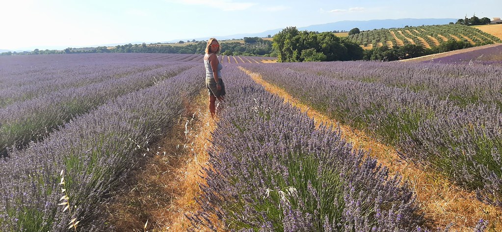 Plateau de Valensole, Provence, 17 Julio 2021