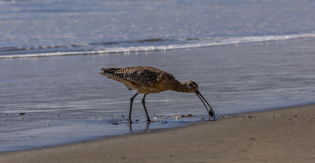 Long Billed Curlew with sand crab.