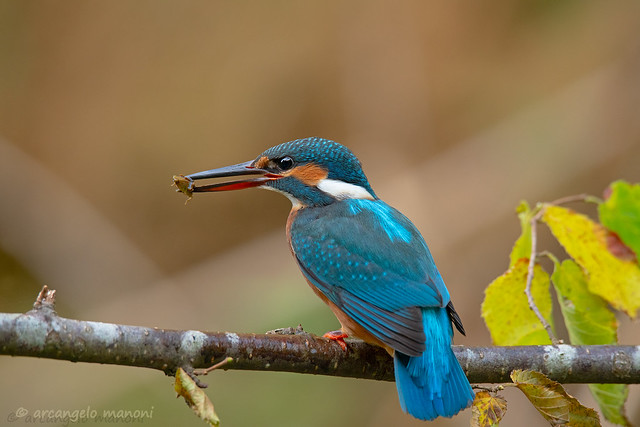 An unusual prey for the kingfisher