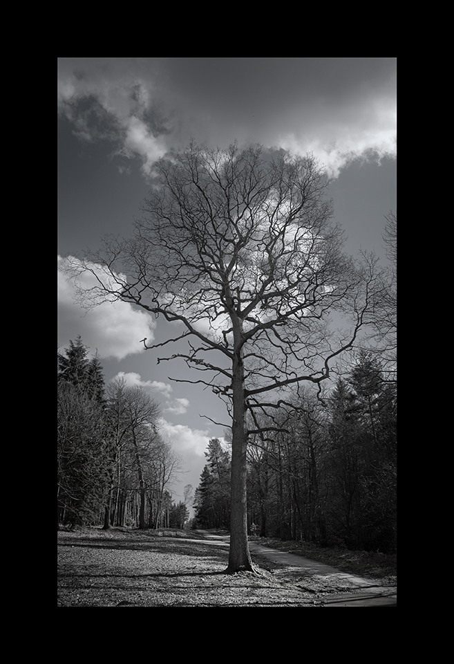 Lone Tree by Nicholas M Vivian