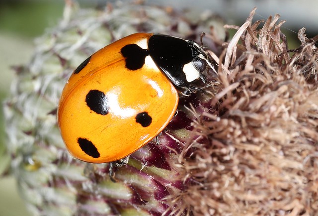 Coccinella septempunctata, Seven-spot Ladybird,