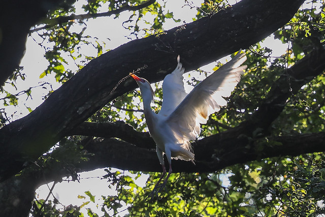 Nest Building Cattle Egrets