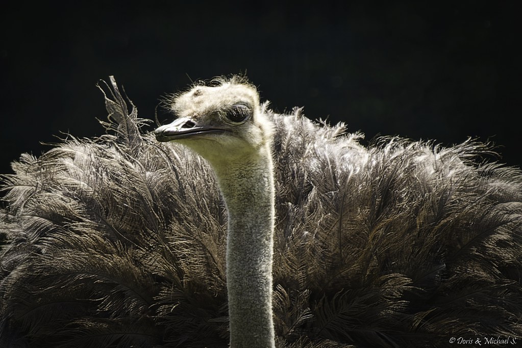 Blauhalsstrauß / South African Ostrich