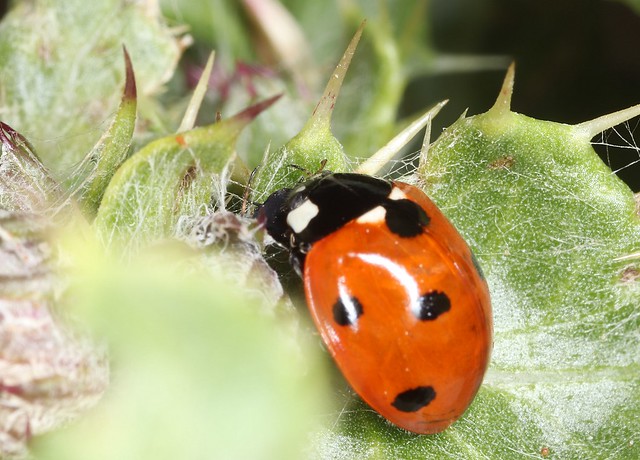 Coccinella septempunctata, Seven-spot Ladybird,
