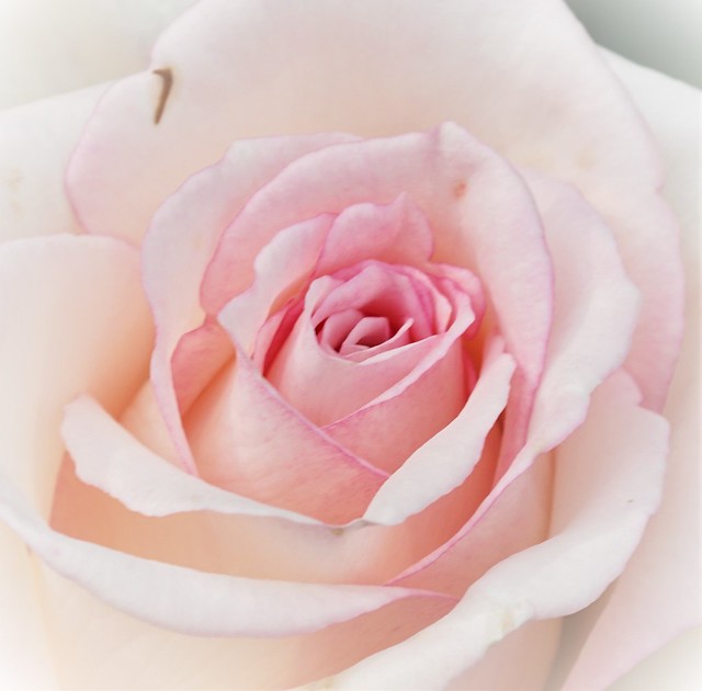 soft rose
