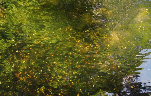 golden coins just below the water of Swallow Falls in Snowdon National Park, Wales