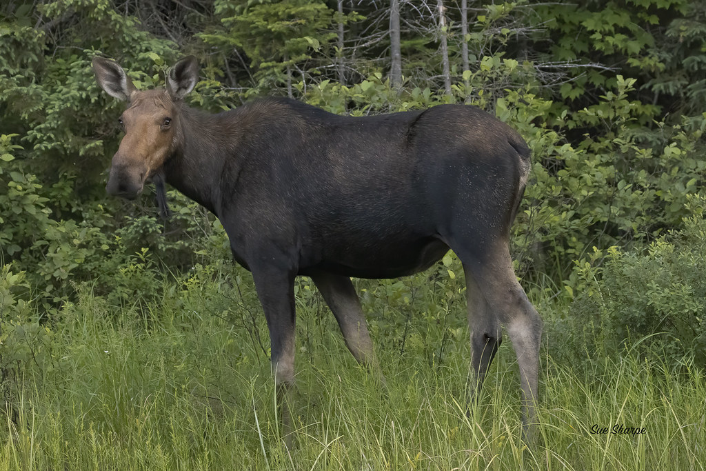 Moose Cow