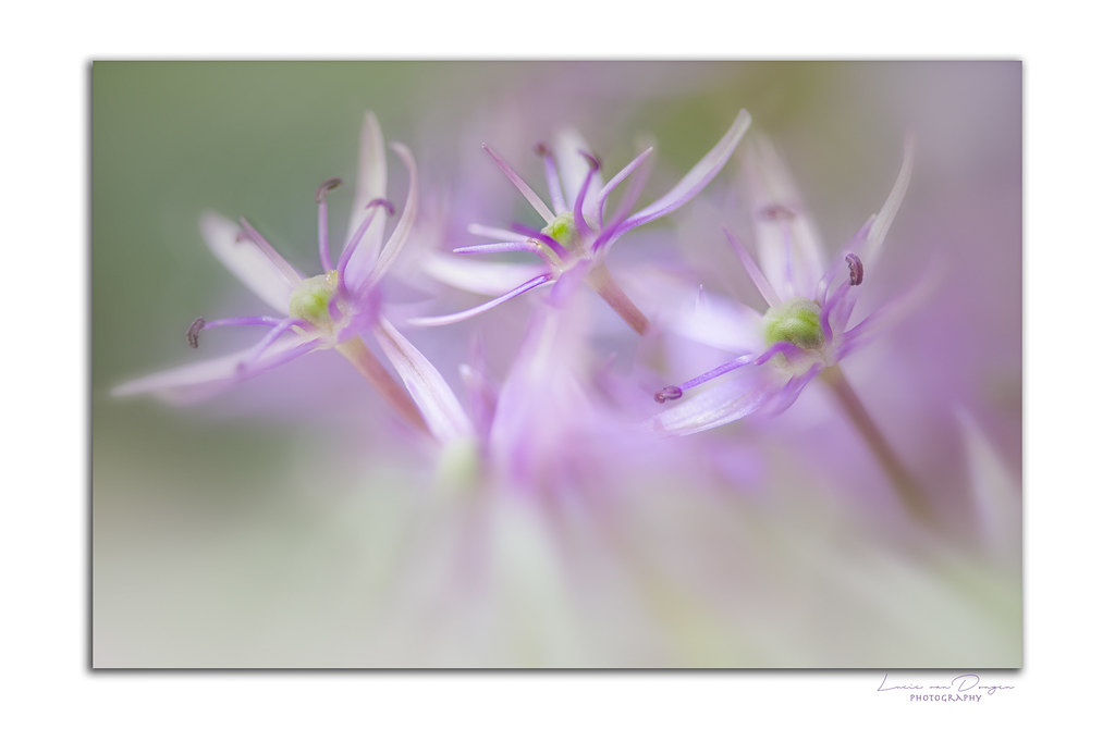 Allium soft focus