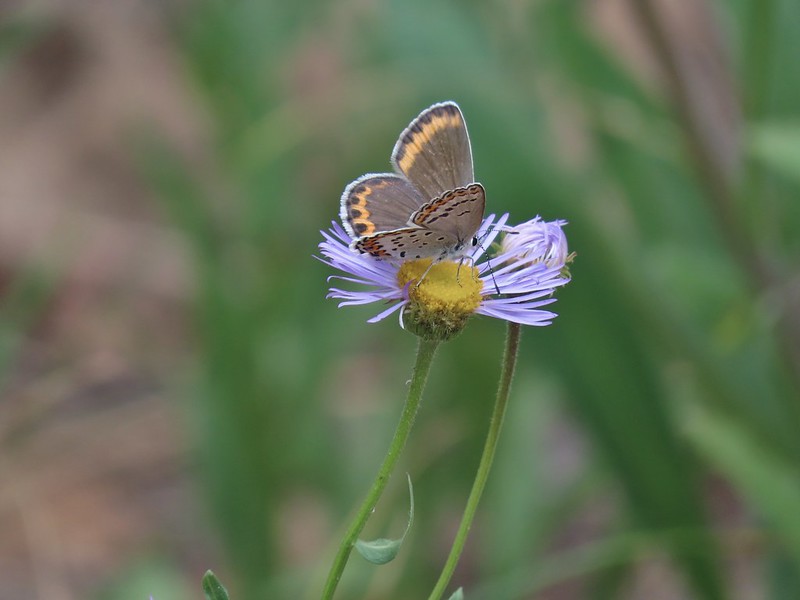 Butterfly on aster