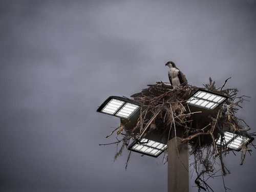 Osprey in nest on light pole