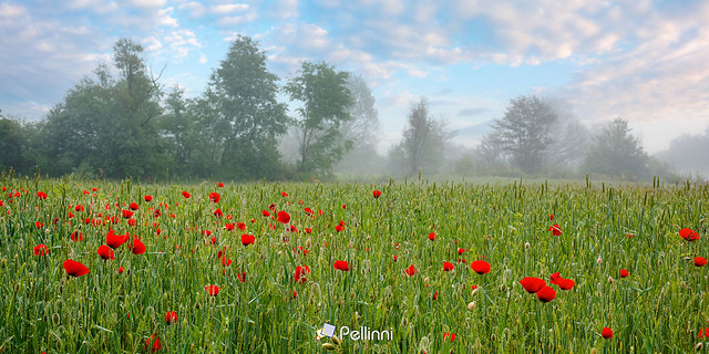 red poppy flowers among the green wheat field. beautiful rural scenery at foggy sunrise. trees blurred in the distance. clouds on the sky in morning light