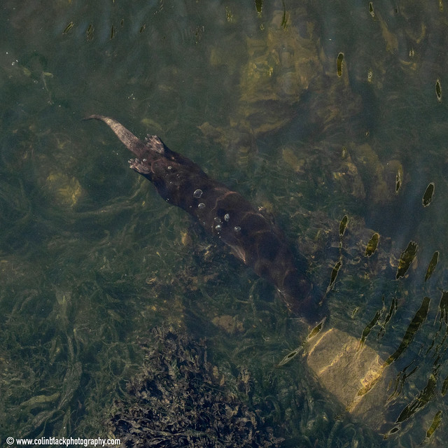 Young otter hunting in the shallows