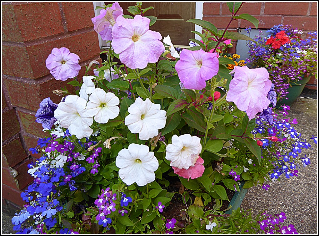 Pansies and Other Flowers ...