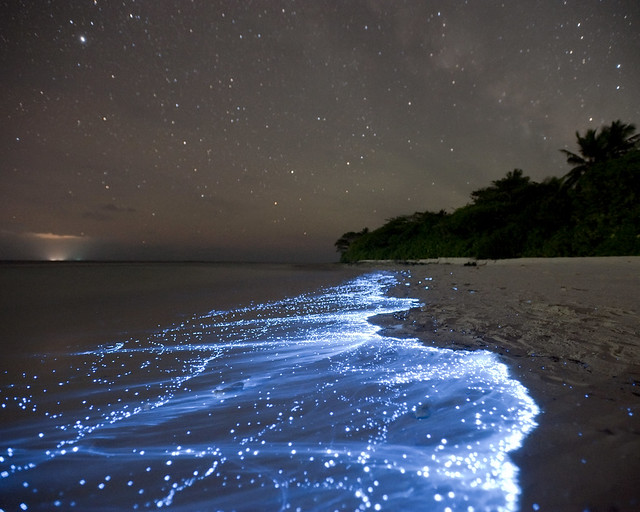 Placton bioluminiscente en Maldivas
