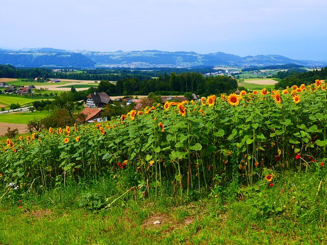 Sonnenblumen bei Schlosswil