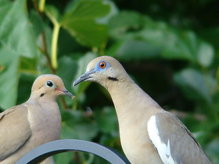 Doves | by johnd1964