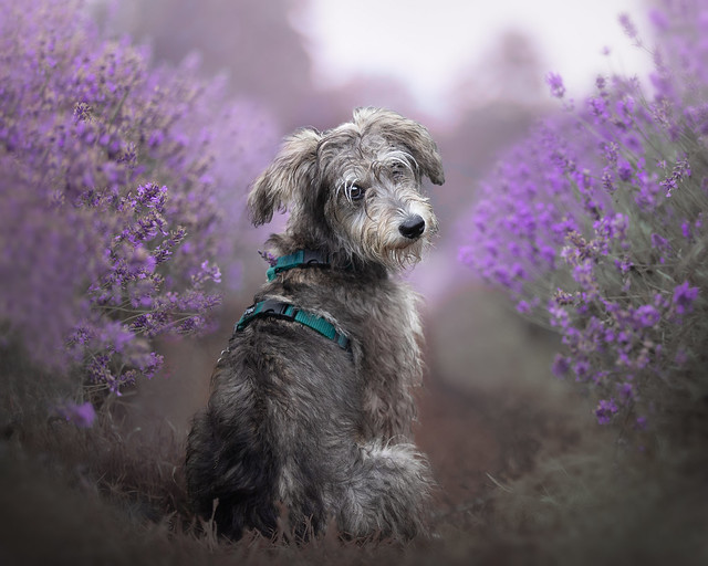 Schnoodle in Lavender