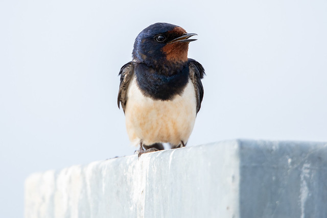 Barn swallow / Boeren zwaluw (22)