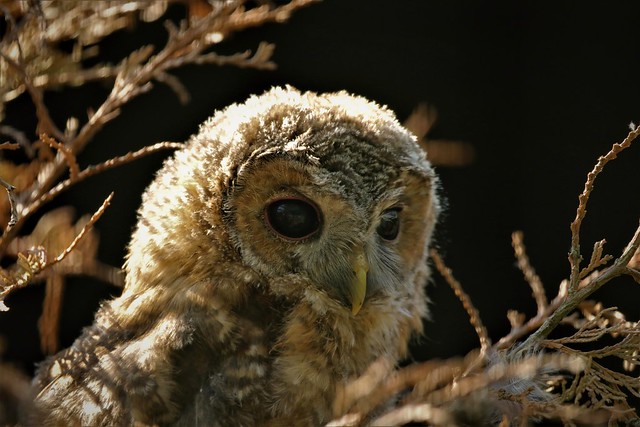 Litle owl