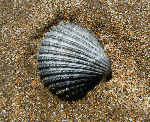Blue Scallop shell at Black Point Beach in Anglesey, Wales