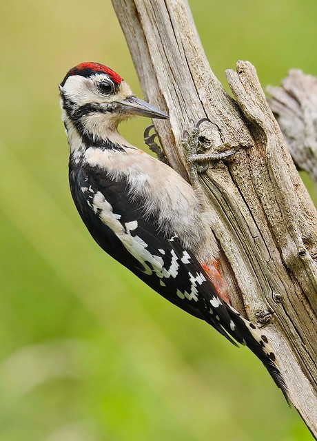 Great Spotted Woodpecker,UK.