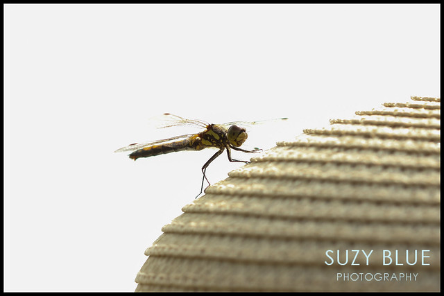 Black Darter (f) sitting on my hat! (photo by my daughter)